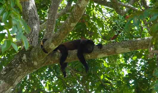 Costa Rica Monkey