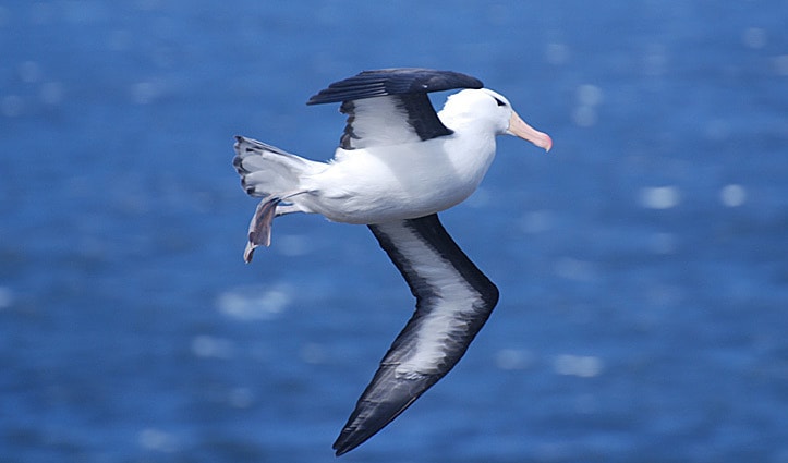 Blac Browed Albatross