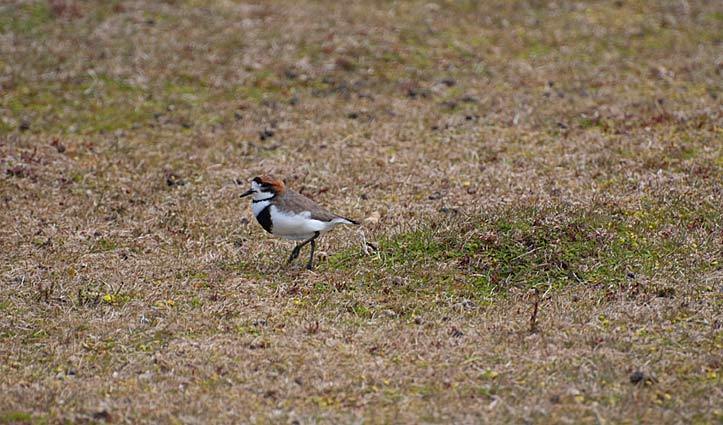 Double Banded Plover
