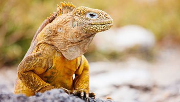 Iguana Galapagos