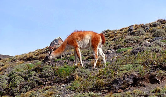 Patagonia Wildlife