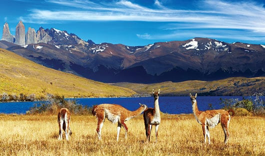 Wildlife Patagonia Chile Torres Del Paine