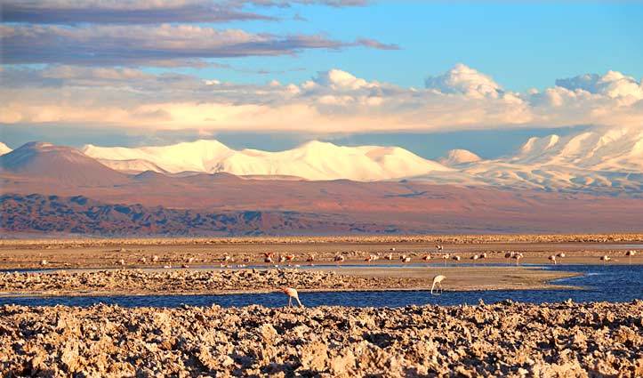 flamingos at the salt flats in Atacama