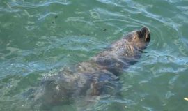 Sea Lion Chiloe, Chile