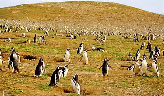 Magellanic Penguins, Magdalena Island, Patagonia Cruise