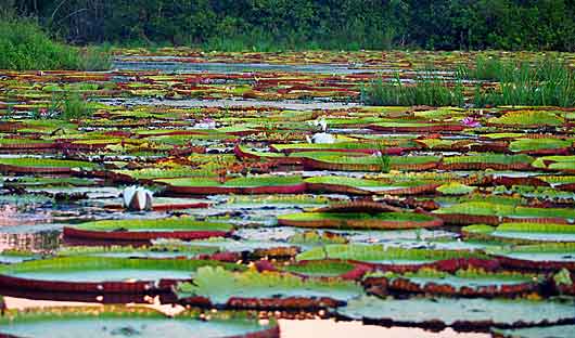 Amazonia Regis water lily bloom