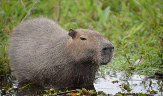 Capybara Argentina