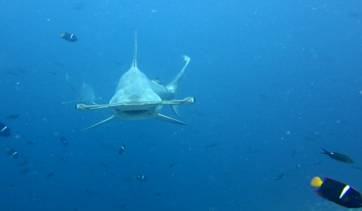 Galapagos Hammerhead shark