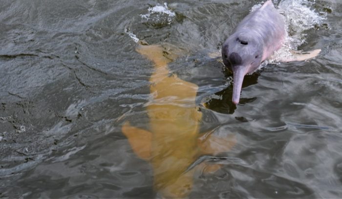 Pink River dolphin Peru
