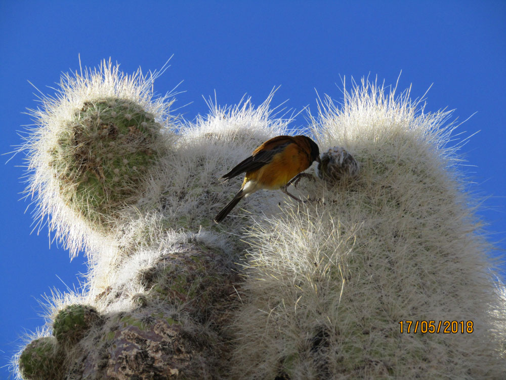 Cactus & Black Hooded Sierra Finch- Uyuni Salt Flats Fish Island Peru by Marian Harris