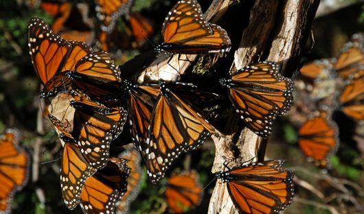 monarch butterflies journey mexico