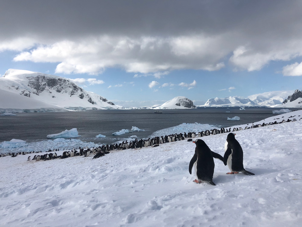 Courting Gentoo Penguins Antarctic Peninsula by Jacqui Read