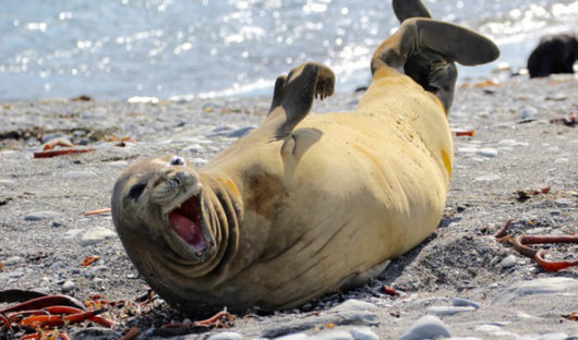 Elephant Seal 'laughing' Image by: Robert Titchener