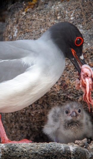 Galapagos-SwallowTail-Gull-feeding-chick-by-Angela-Borg