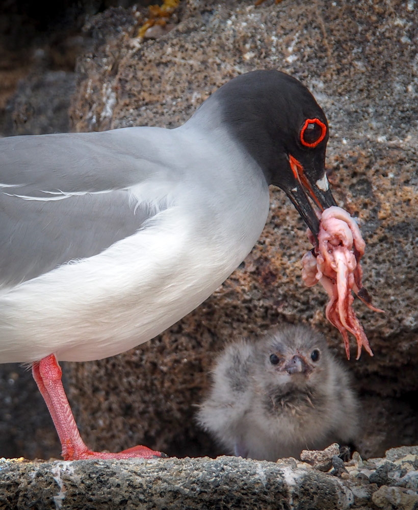 Galapagos-SwallowTail-Gull-feeding-chick-by-Angela-Borg