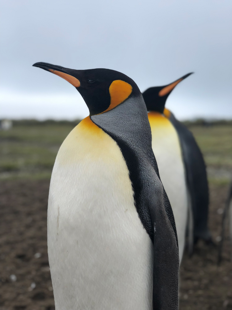 King Penguins- South Georgia by Jacqui-Read