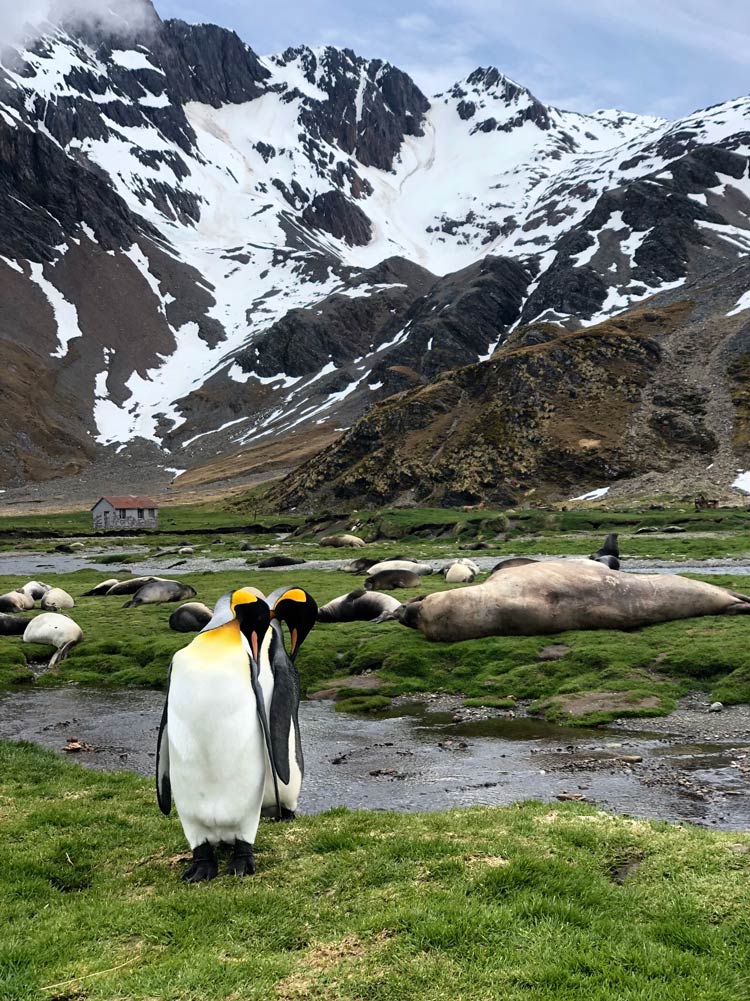 Stromness King Penguins and Elephant Seals by Jacqui Read