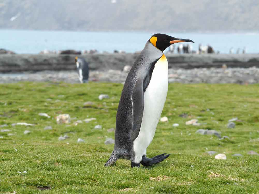 King Penguin, St Andrews Bay, South Georgia by Lee Boag