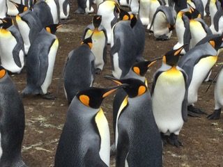 King Penguins by Sylvia Jones