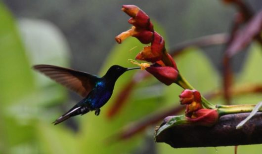 Feeding Time for Hummingbirds at Mashpi Lodge, Ecuador by Jill Payne