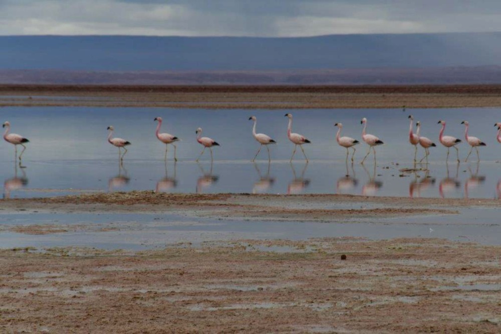 Flamingos on Salt Lakes in the Atacama Desert, Chile by Jill Payne