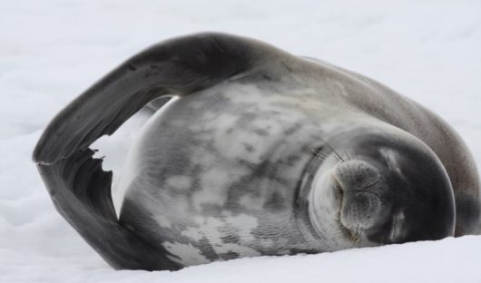 March Weddell Seal by Yvette Jaczina