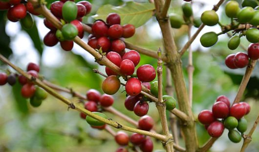 Coffee-bean-plant