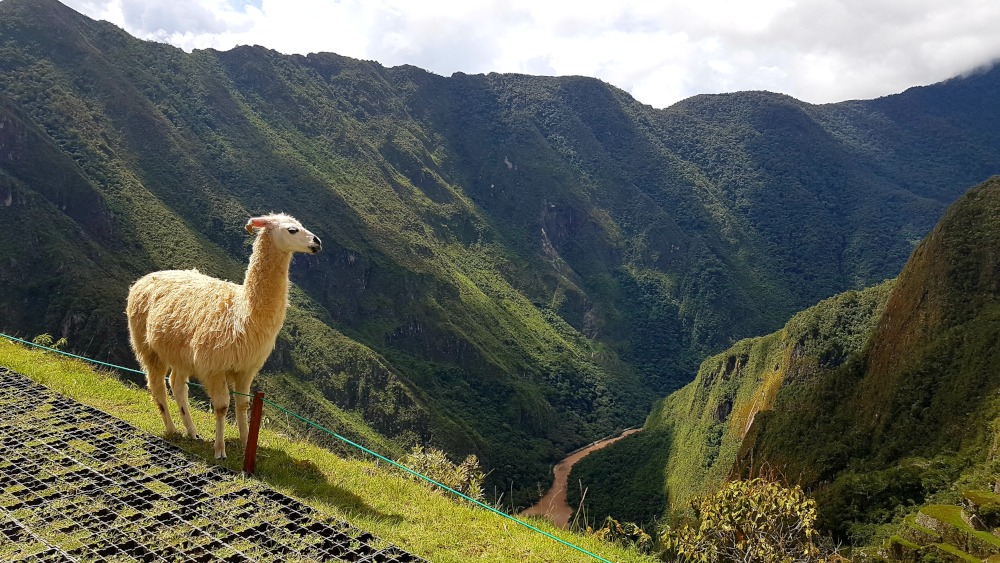 The Alpaca Look at Machu Picchu by Antony Parakkal