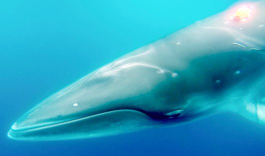 WWF- Minke Whale