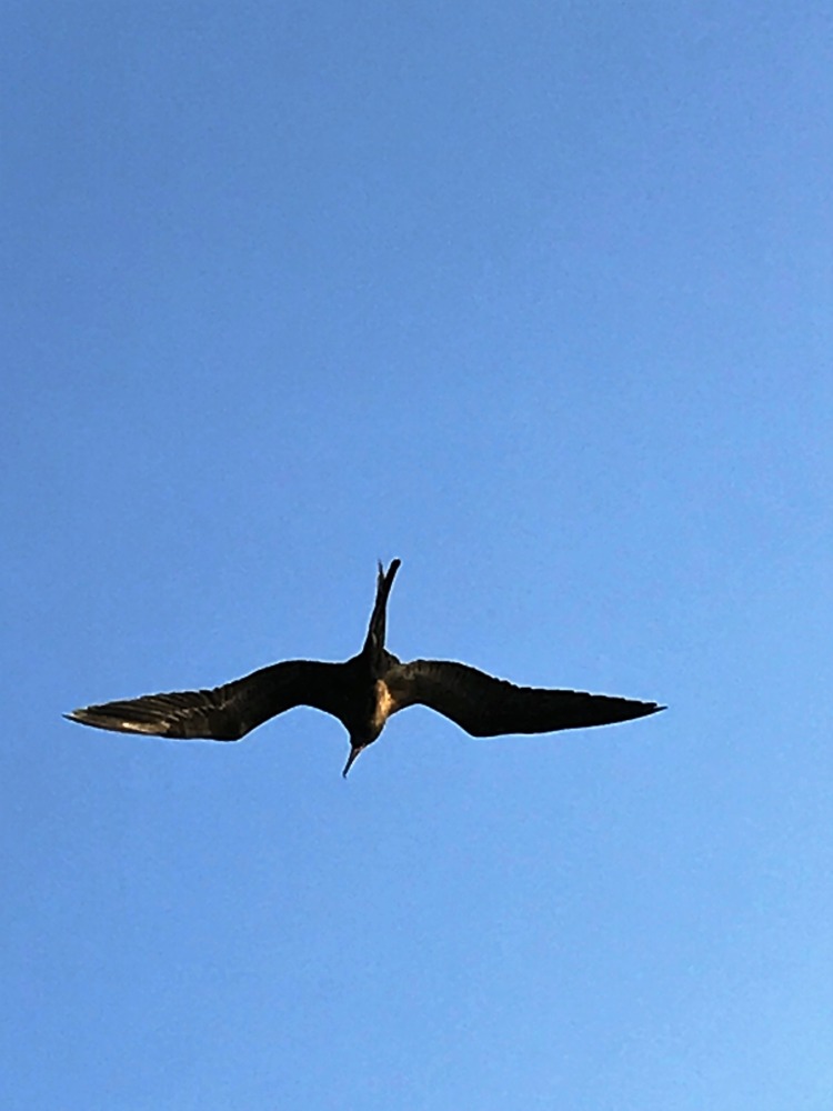 Frigate Bird by Peter Manger