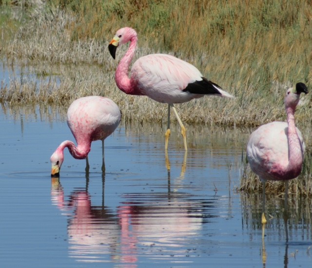 Flamingos in Atacama by Alison Duncan