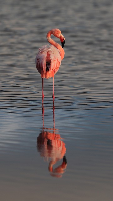 Flamingo by Michael Gordon