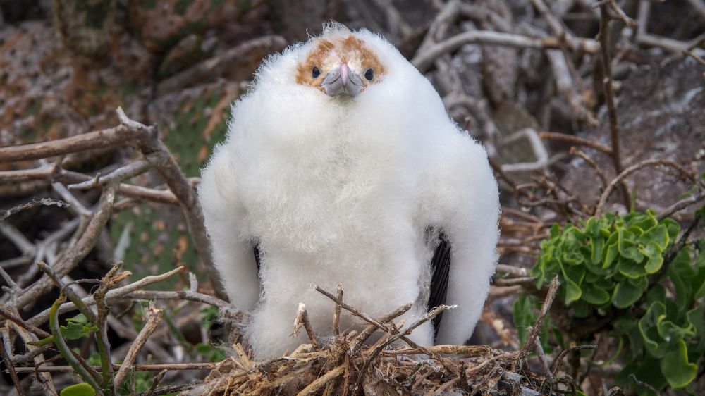 Frigate Bird Chick by Andrew Moig