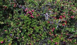 Calafate Berries, Ushuaia