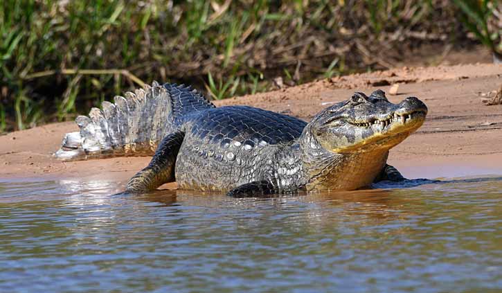 Caiman Pantanal