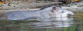 Brazillian Tapir