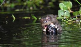 Giant otter eating fish