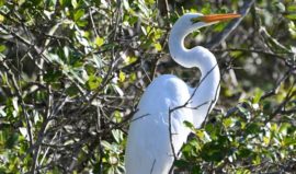 Great White Egret Pantanal