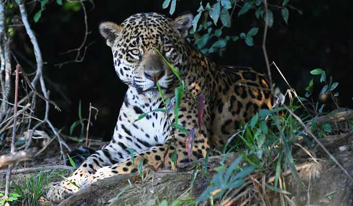 Male Jaguar Panatnal