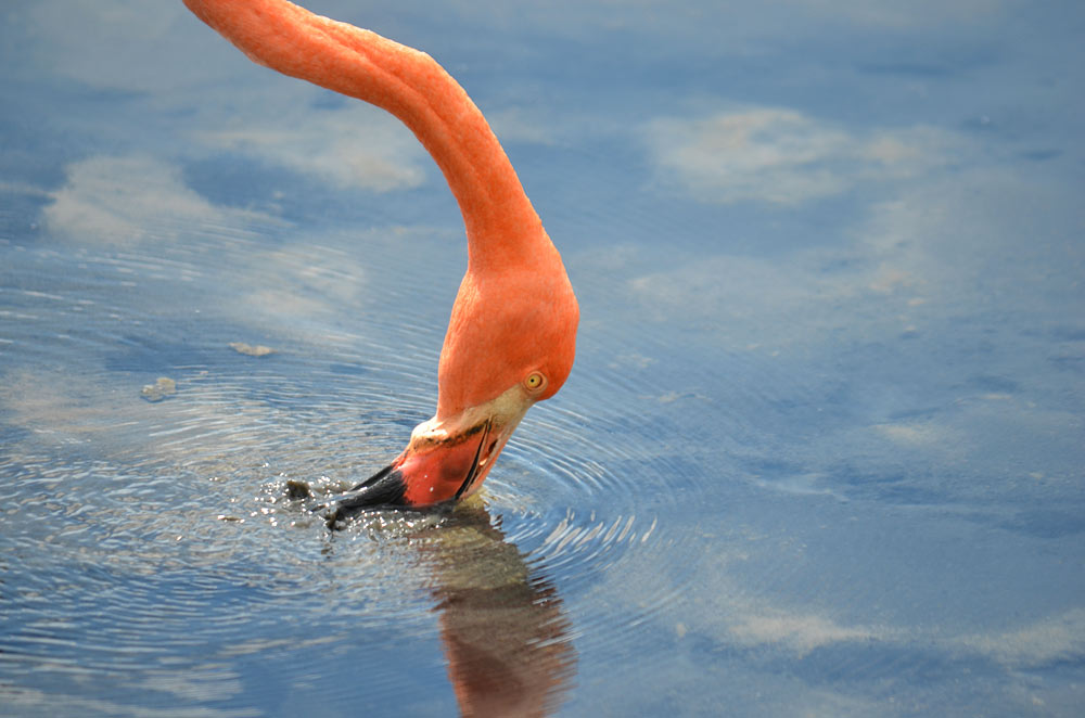 Flamingo, Galapagos - Richard Atkinson
