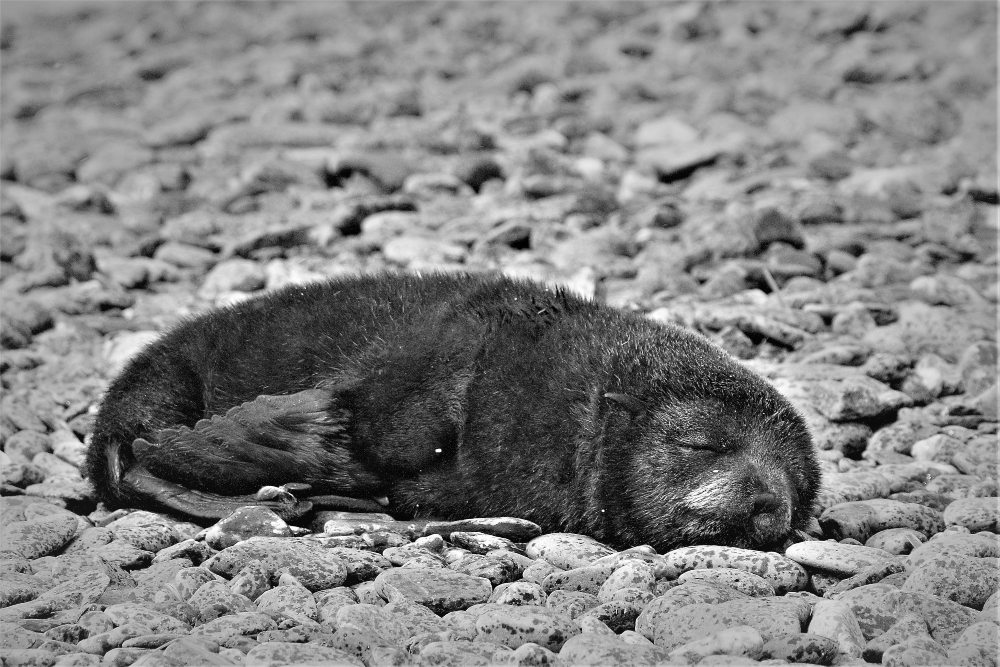 Baby Fur Seal by Stephen David