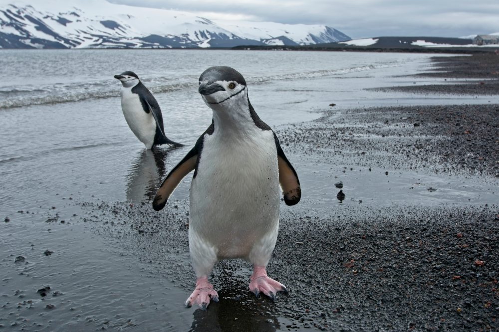 Chinstrap Penguin on Deception Island Antarctica by Adrien Froidevaux