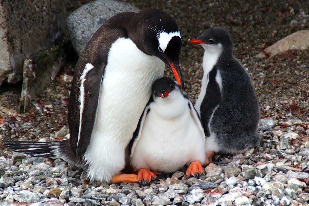 Gentoo Penguin Mum and Chicks by Kim Crofts