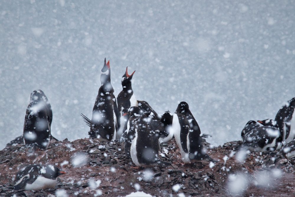 Gentoo Penguins by Querida David
