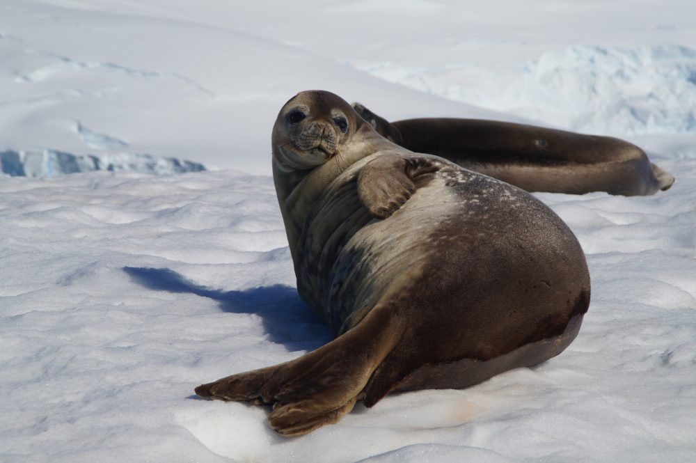 "I am looking at you" Seal in Antarctica by Margrit Kaufmann