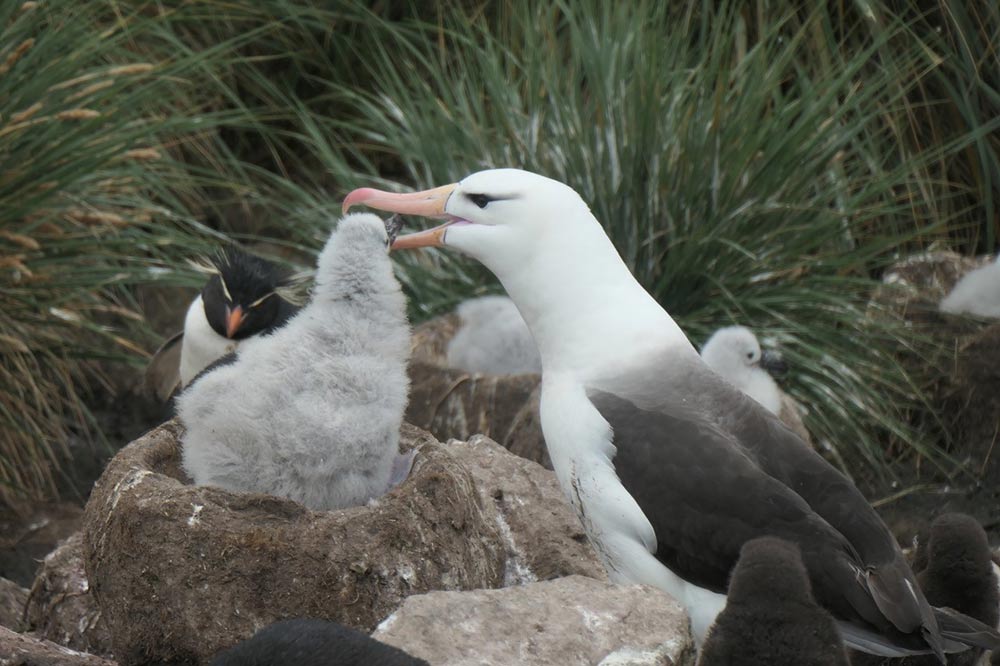 Albatross Feeding its Chick by Doug Cavaye