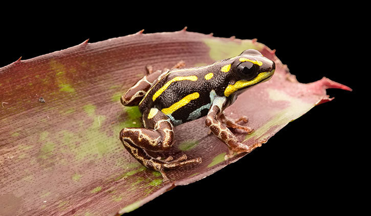 Yellow Striped Poison Dart from Amazon Peru