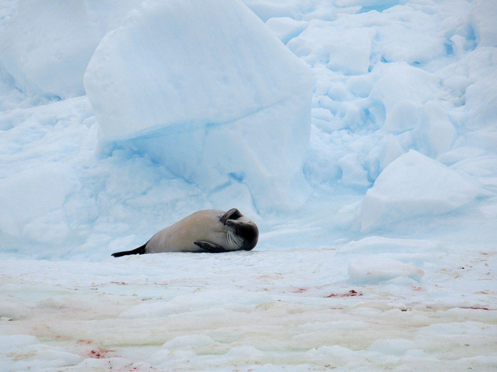Nap time on the Antarctic Peninsula by Christina Jones